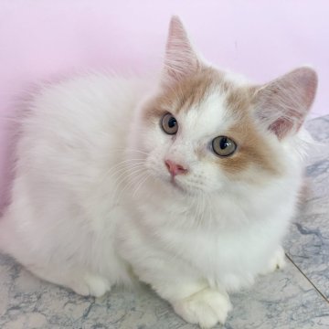 マンチカン(短足)【埼玉県・男の子・2025年5月1日・クリームタビー&ホワイト（セミロング）】の写真「少し臆病な可愛い男の子」