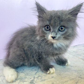 マンチカン(長足)【埼玉県・男の子・2025年9月22日・ブルー&ホワイト（セミロング）】の写真「やんちゃな可愛い男の子」