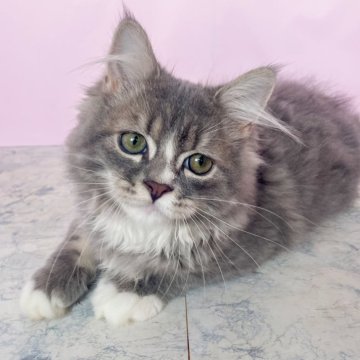 ミヌエット(長足)【埼玉県・男の子・2025年6月30日・ブルータビー&ホワイト（セミロング）】の写真「慎重派の可愛いくつ下男子」