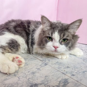 マンチカン(長足)【埼玉県・男の子・2024年8月17日・ブルー&ホワイト（セミロング）】の写真「甘えん坊でとてもいい子です。両親遺伝子検査クリア」