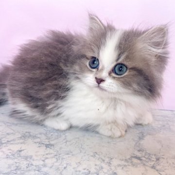 ミヌエット(短足)【埼玉県・女の子・2025年8月28日・ブルー&ホワイト（セミロング）】の写真「コロコロして可愛い短足ちゃん😍」