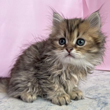 ペルシャ(チンチラ)【埼玉県・男の子・2026年2月8日・ブラウンタビー（ロング）】の写真「甘えん坊さん」