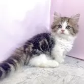 ミヌエット(短足)