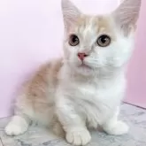 マンチカン(短足)