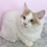 マンチカン(短足)