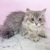 ペルシャ(チンチラ)