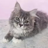 ミヌエット(長足)