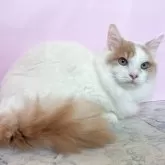 マンチカン(短足)