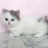 マンチカン(短足)