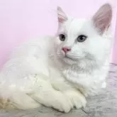 マンチカン(短足)