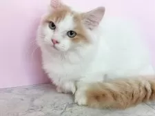 マンチカン(短足)【埼玉県・男の子・2025年5月1日・クリームタビー&ホワイト】の写真2