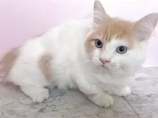 マンチカン(短足)【埼玉県・男の子・2025年5月1日・クリームタビー&ホワイト】の写真3