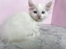 マンチカン(短足)【埼玉県・女の子・2025年4月2日・ホワイト】の写真4