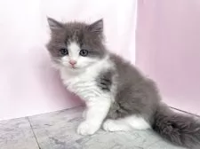 マンチカン(長足)【埼玉県・男の子・2025年5月22日・ブルー&ホワイト】の写真4