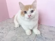 マンチカン(短足)【埼玉県・男の子・2025年5月1日・クリームタビー&ホワイト】の写真5