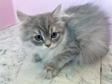 ペルシャ(チンチラ)【埼玉県・男の子・2025年8月16日・ブルーチンチラゴールデン】の写真5