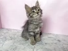 マンチカン(長足)【埼玉県・女の子・2025年4月2日・ブラウンタビー】の写真5