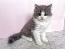 マンチカン(長足)【埼玉県・男の子・2025年5月22日・ブルー&ホワイト】の写真5