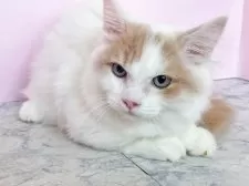 マンチカン(短足)【埼玉県・男の子・2025年5月1日・クリームタビー&ホワイト】の写真5