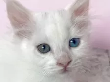 マンチカン(短足)【埼玉県・女の子・2025年4月2日・ホワイト】の写真5