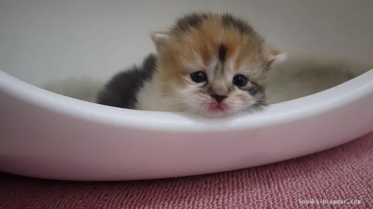 ID：1912-01488の子猫