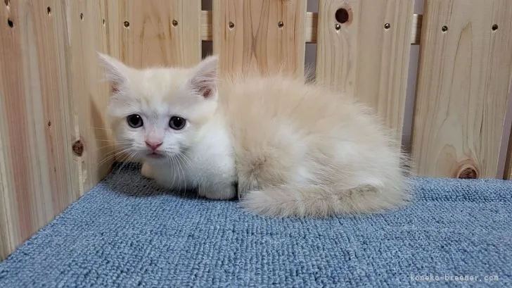 ID：2111-00146の子猫