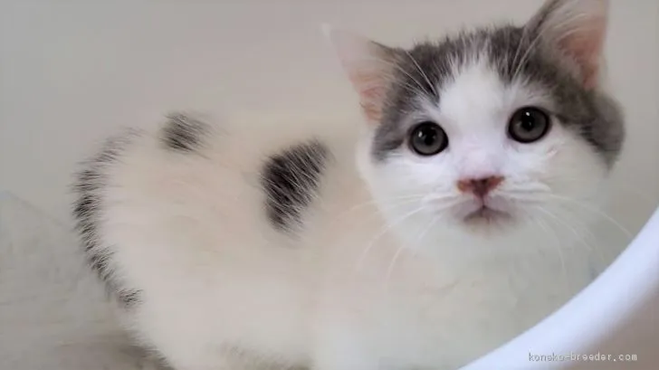 ID：2011-01784の子猫
