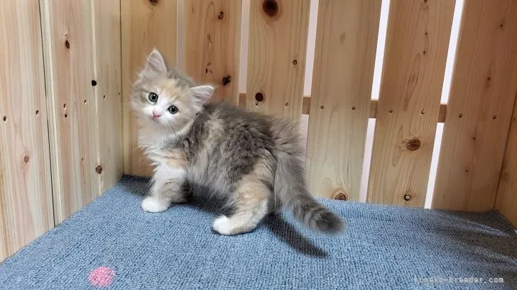 ID：2109-02567の子猫