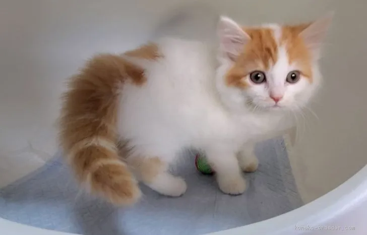 ID：2101-01315の子猫