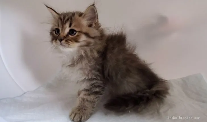 ID：2010-02005の子猫