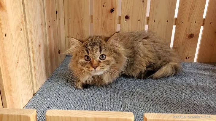 ID：2111-01521の子猫