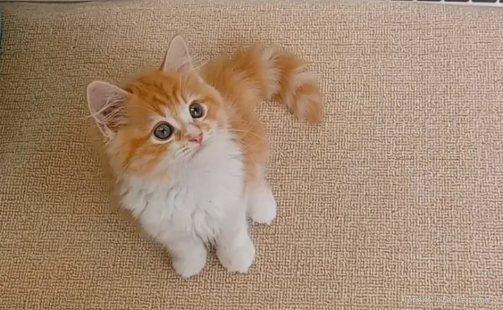ID:2109-01944の子猫