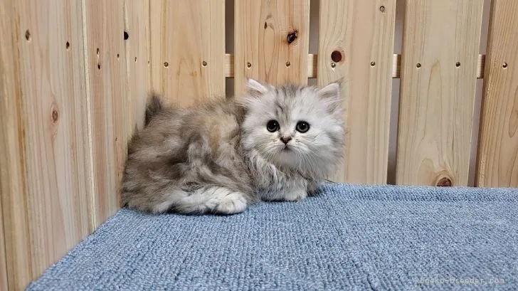 ID：2111-00420の子猫