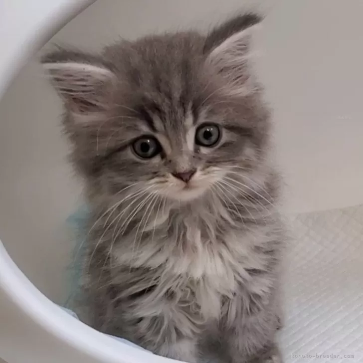 ID：2406-02240の子猫