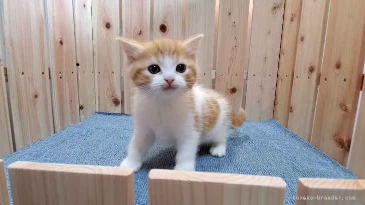 ID：2103-01650の子猫