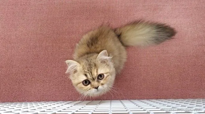 ID：2107-01277の子猫