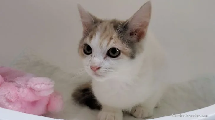 ID：2012-00005の子猫