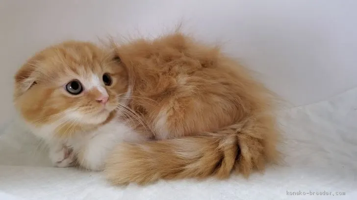 ルー 様のお迎えした子猫