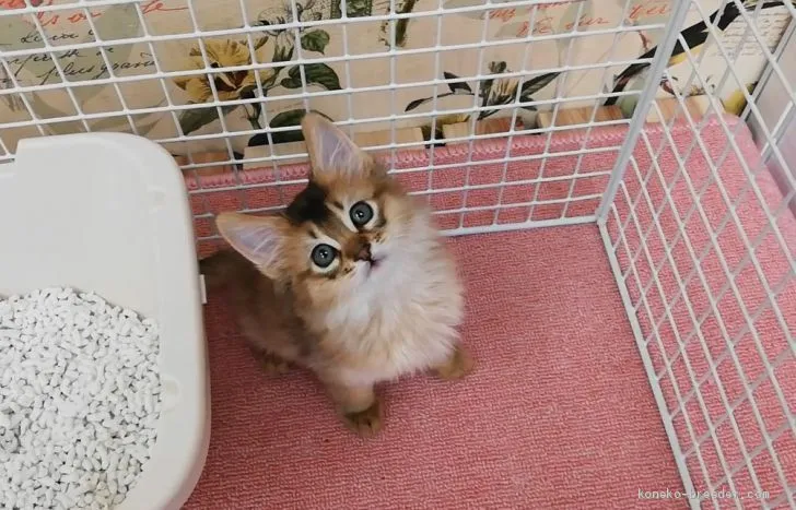ID:2002-00770の子猫