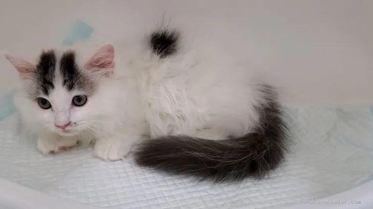 なっけ 様のお迎えした子猫