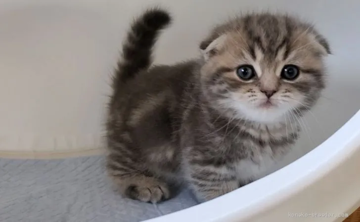 ID：2102-00656の子猫