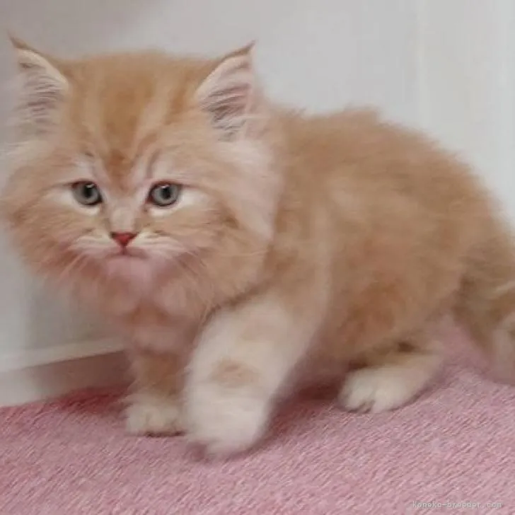 ID：2208-00241の子猫