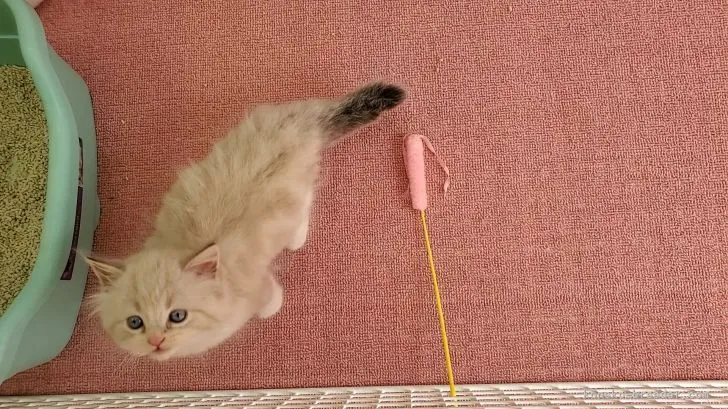 ID:2108-01307の子猫