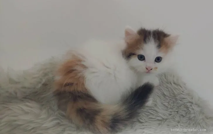 ID：1907-01177の子猫