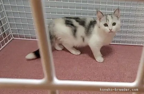 ID：2112-01380の子猫