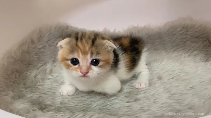 ID：1908-01323の子猫
