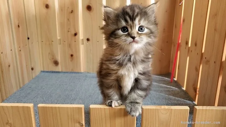 ID：2201-01425の子猫