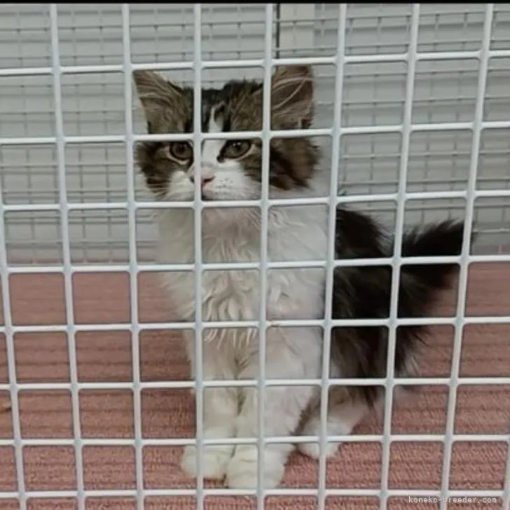 ID：2204-02423の子猫