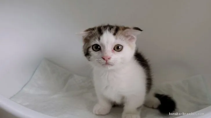 浦菊 様のお迎えした子猫