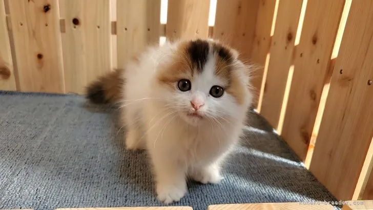 ID：2111-01505の子猫